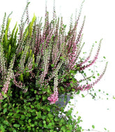 Fioriera Erica Calluna 40 cm