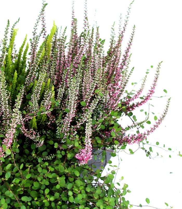 Fioriera Erica Calluna 40 cm