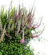 Fioriera Erica Calluna 40 cm