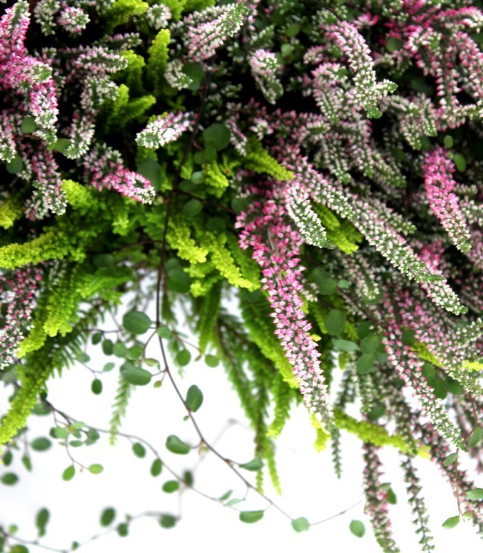Fioriera Erica Calluna 40 cm