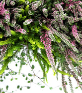 Fioriera Erica Calluna 40 cm