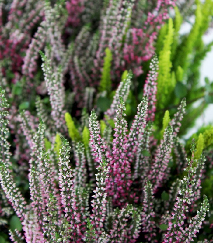 Fioriera Erica Calluna 40 cm