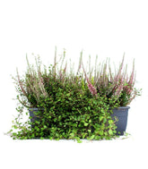 Fioriera Erica Calluna 40 cm
