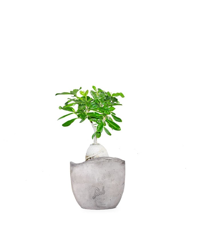 Fockea edulis