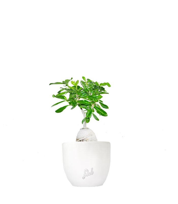 Fockea edulis