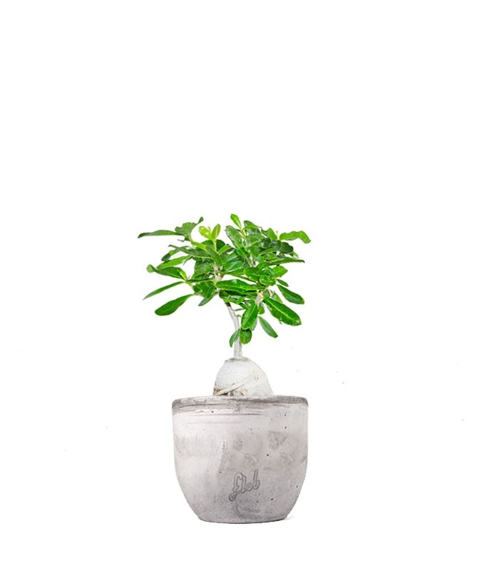 Fockea edulis