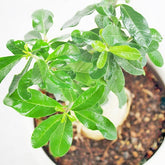 Fockea edulis