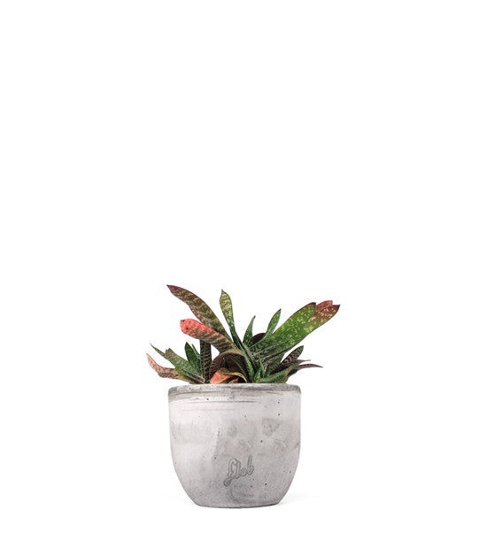 Gasteria bicolor