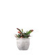 Gasteria bicolor