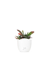 Gasteria bicolor