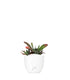 Gasteria bicolor