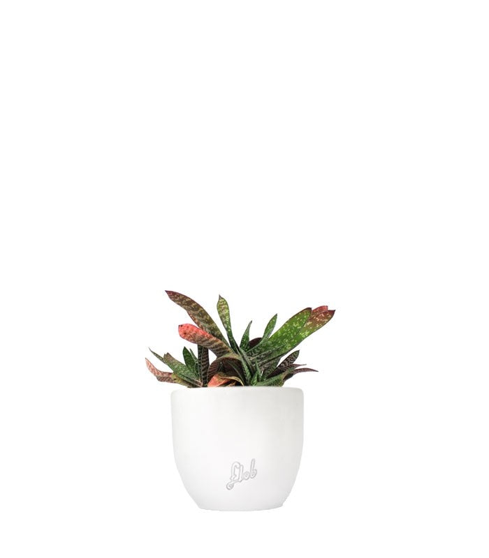 Gasteria bicolor
