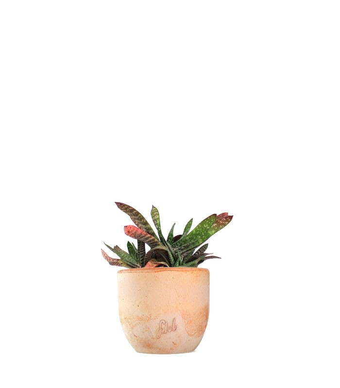 Gasteria bicolor