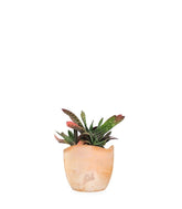 Gasteria bicolor