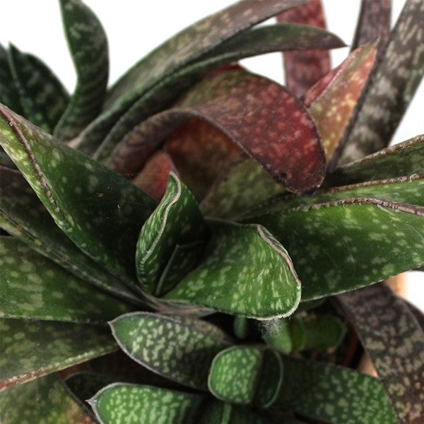 Gasteria bicolor