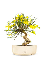 Gelsomino d&