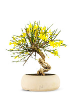 Gelsomino d&