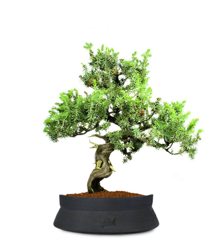 Ginepro Rigida