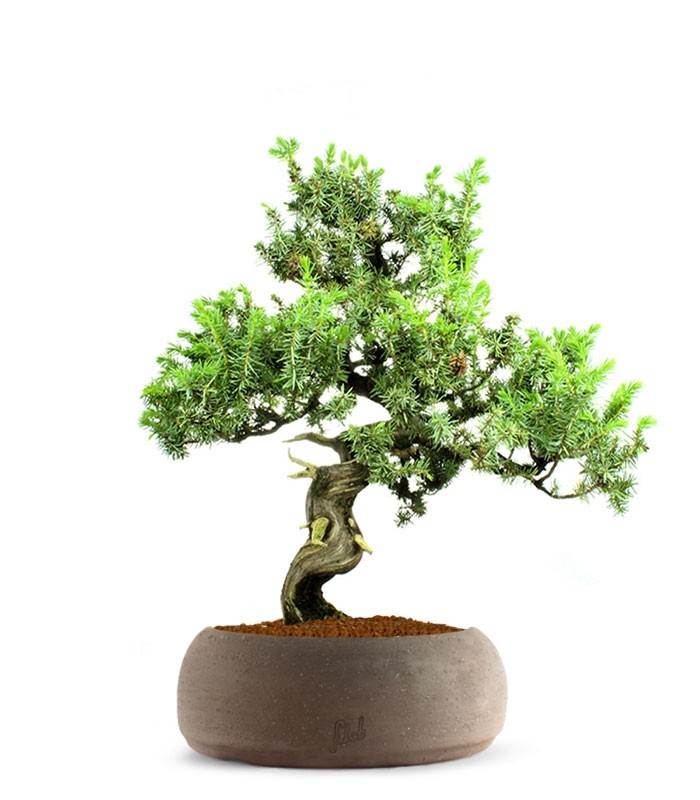 Ginepro Rigida
