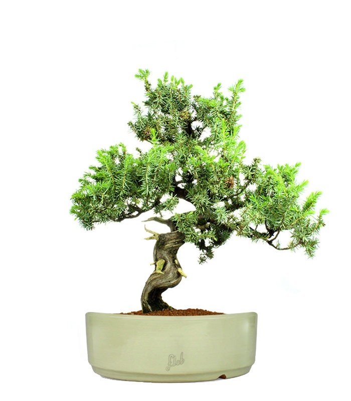 Ginepro Rigida