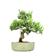 Ginepro Rigida