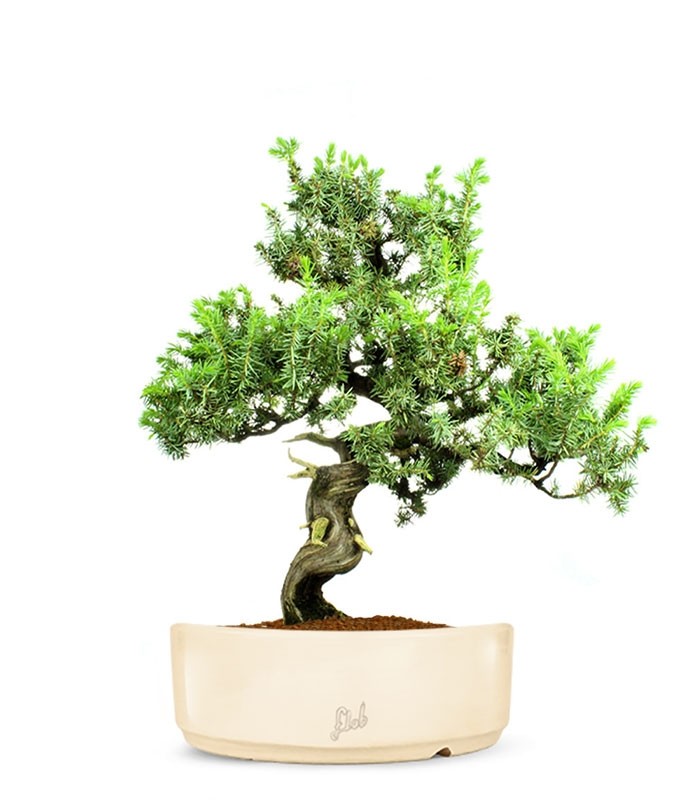 Ginepro Rigida