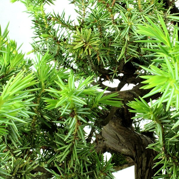 Ginepro Rigida