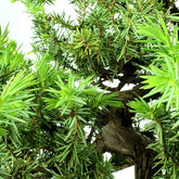 Ginepro Rigida