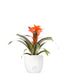 Guzmania Fiero Orange