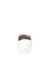 Haworthia fasciata