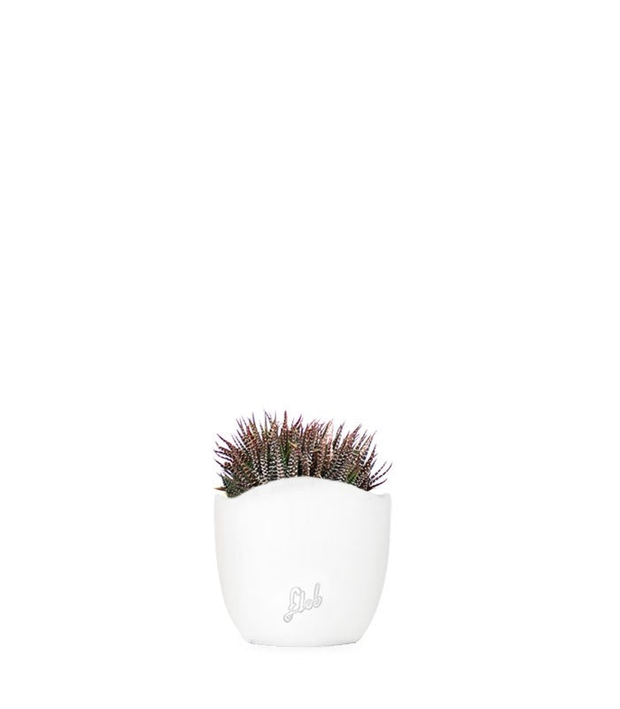 Haworthia fasciata