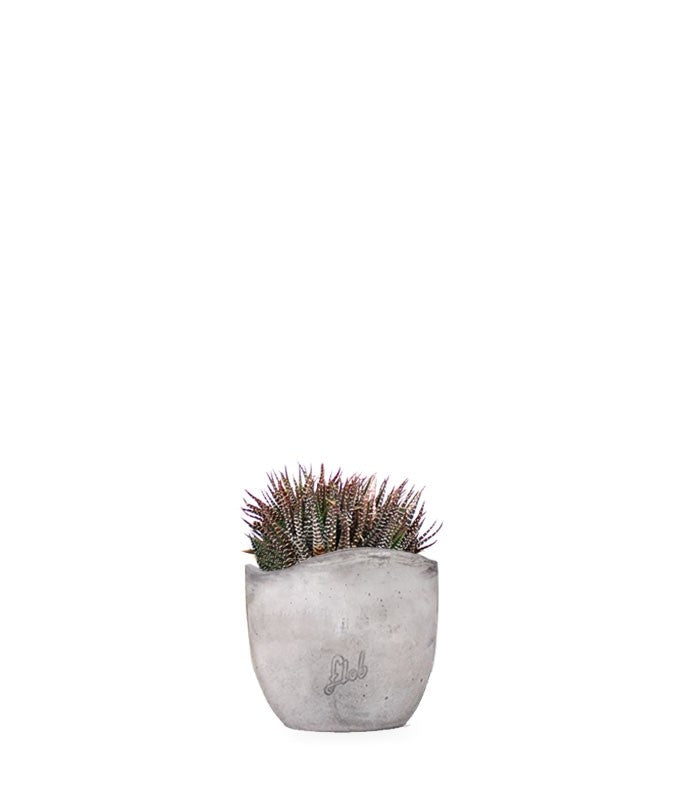 Haworthia fasciata