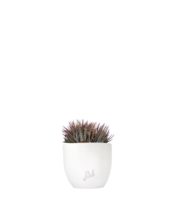 Haworthia fasciata