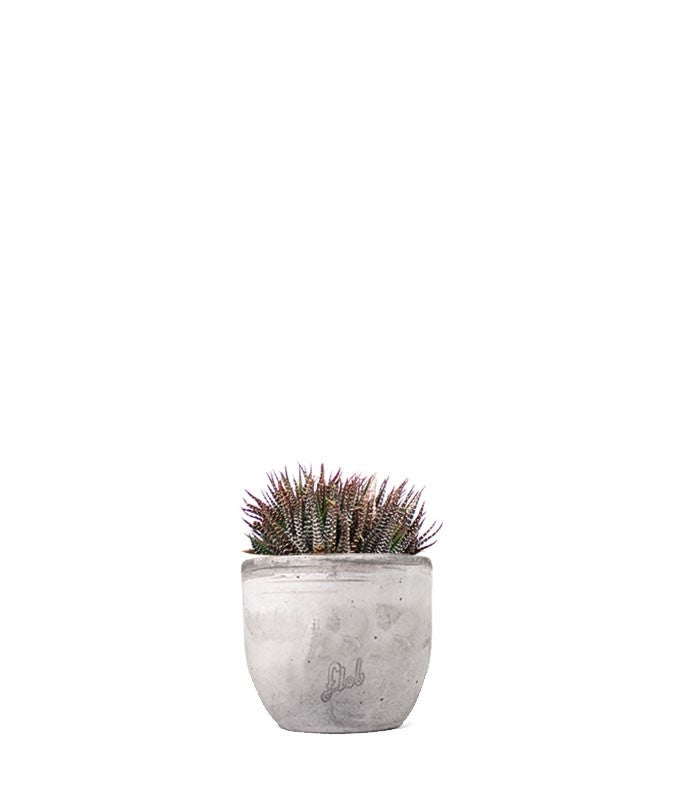 Haworthia fasciata