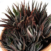 Haworthia fasciata