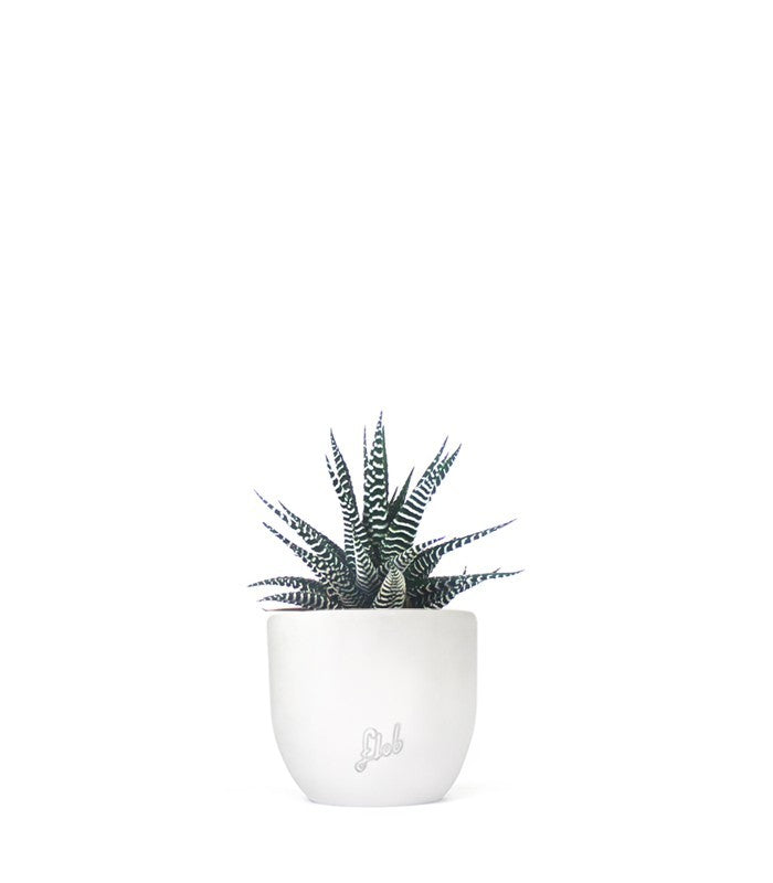 Haworthia fasciata zebra