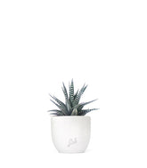 Haworthia fasciata zebra