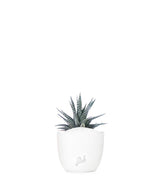 Haworthia fasciata zebra