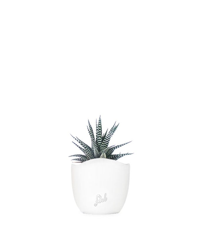 Haworthia fasciata zebra