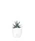 Haworthia fasciata zebra