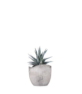 Haworthia fasciata zebra