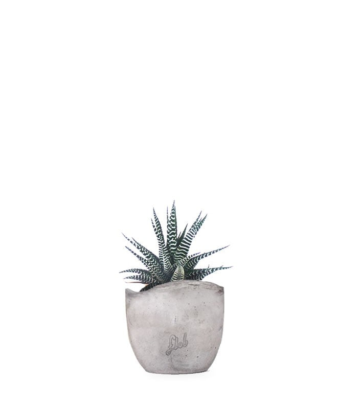 Haworthia fasciata zebra