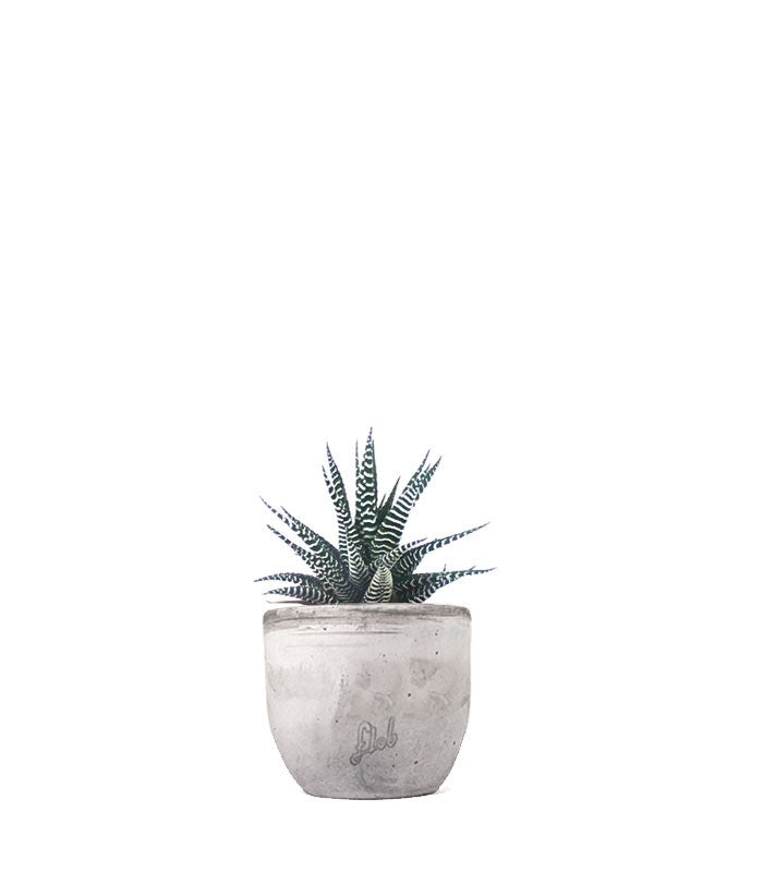 Haworthia fasciata zebra