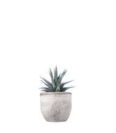 Haworthia fasciata zebra