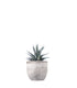 Haworthia fasciata zebra