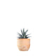 Haworthia fasciata zebra
