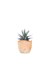 Haworthia fasciata zebra