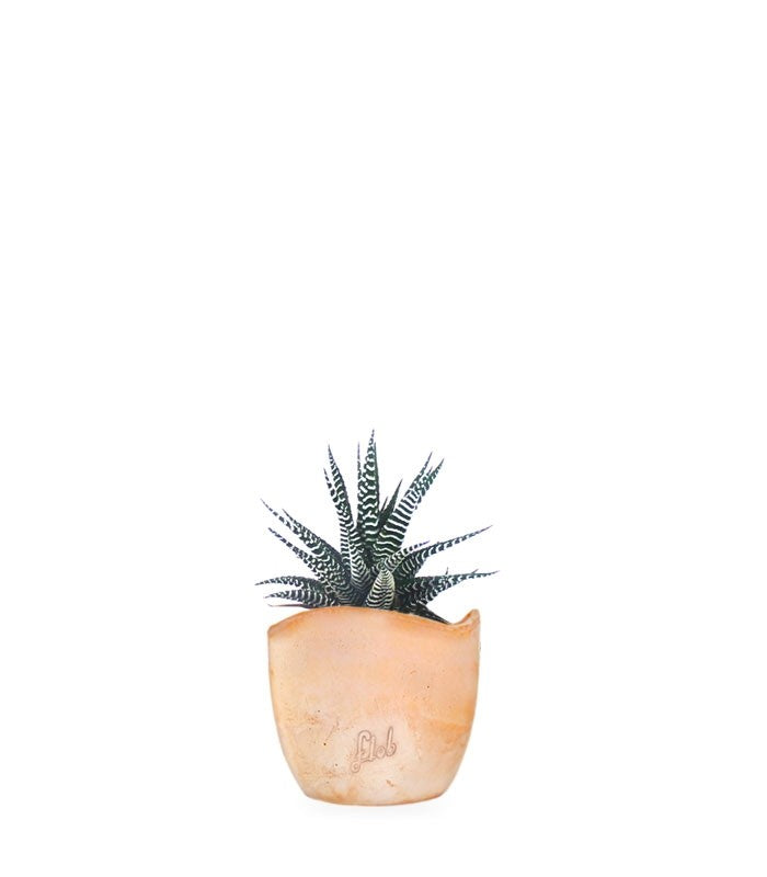 Haworthia fasciata zebra