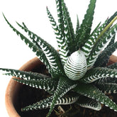 Haworthia fasciata zebra