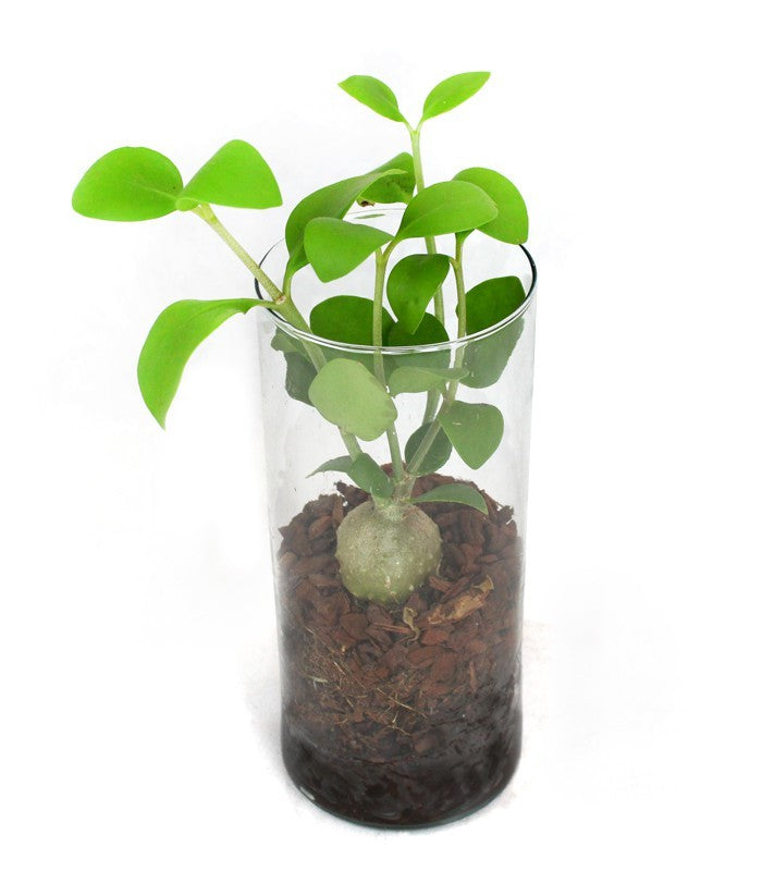 Hydnophytum treasure
